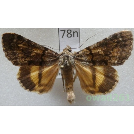 Catocala nymphagoga (Esper, 1787) Croatia78n